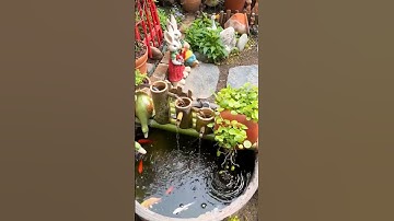 Cá Koi #shorts I Hẹn với thanh xuân