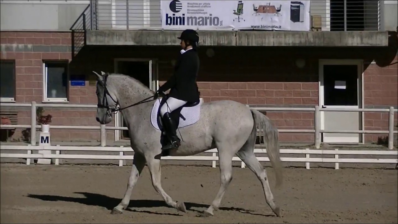 ripresa F300 dressage