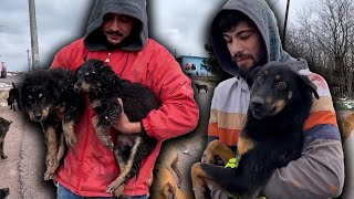 Köpekleri Atıp Giderken Yakaladık | Hepsini Kurtardık
