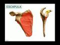 OSTEOLOGIA 1