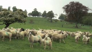Liverfluke Control Advice