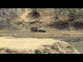 Lioness steals waterbuck from Crocodile - Azura Selous Tanzania