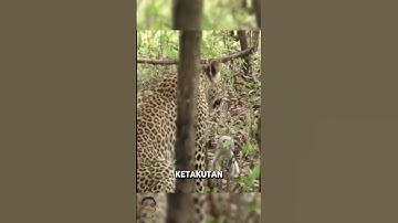 Hati Terenyuh! Macan Tutul Tak Tega Memangsa Anak Monyet