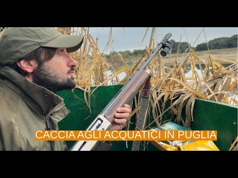 Video Caccia agli acquatici: dicembre sulla laguna di Lesina con AB