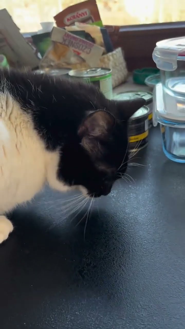 funny cat