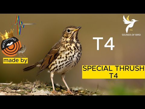 صوت سمن للصيد SPECIAL THRUSH By Multisound 