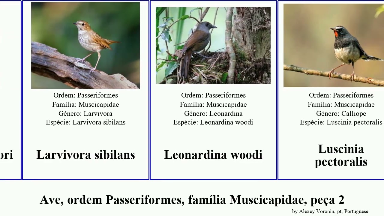 Ave, ordem Passeriformes, família Muscicapidae, peça 2 ficedula muscicapa monticola eumyias bird