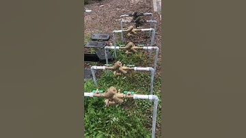 How to install reduced pressure backflow preventors by ASAP plumbing and backflow call 3523358555