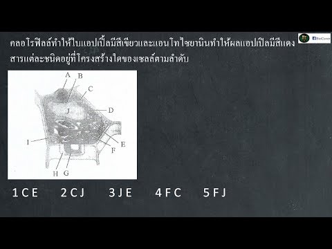 ชีววิทยา เฉลย 9 วิชาสามัญ 59 ข้อ 7 : plastid เก็บไว้ที่ไหน ?