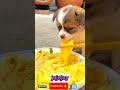 Pet dog #pets #funny #shortvideo