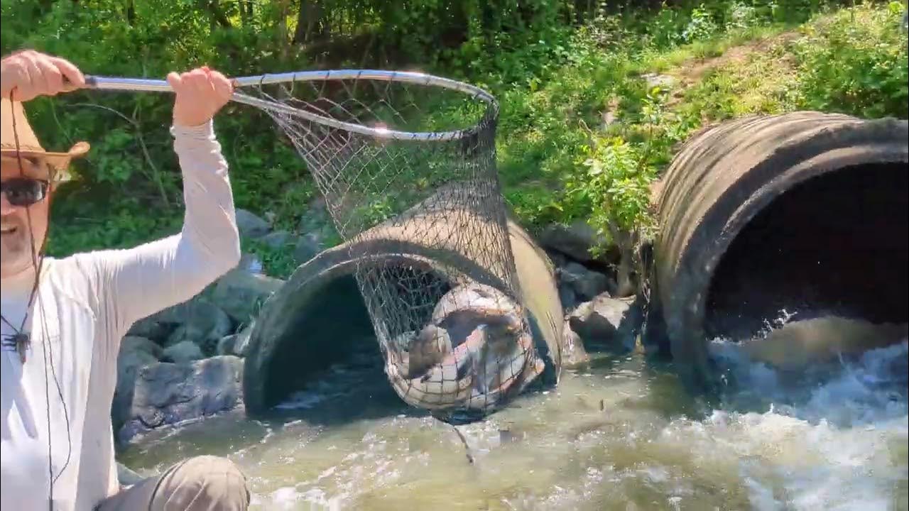 "Like shooting fish in a barrel!" YouTube