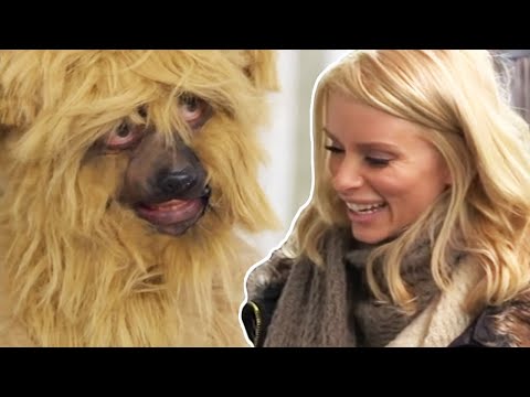 Video: Eutanazijos šunų rinkinys tampa tarptautiniu Celeb