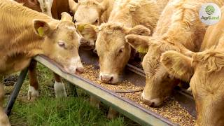 Beef and poultry sectors to lose out under draft deal