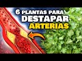 EVITA un INFARTO!! Las 6 PLANTAS que LIMPIAN las VENAS y ARTERIAS OBSTRUIDAS | Bajar el COLESTEROL