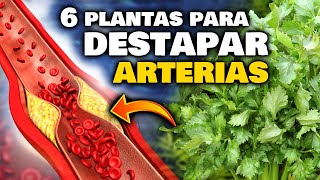 EVITA un INFARTO!! Las 6 PLANTAS que LIMPIAN las VENAS y ARTERIAS OBSTRUIDAS | Bajar el COLESTEROL