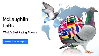 Ask Frank' McLaughlin Lofts Live Stream #4 The Art of Racing Pigeons