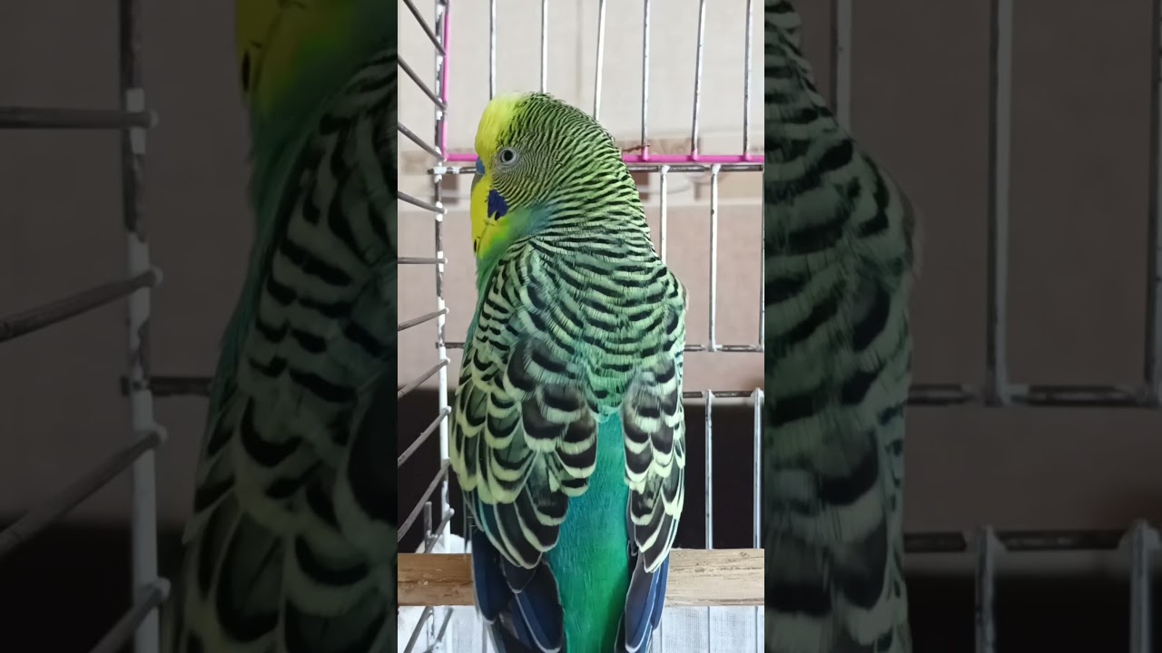 Babacım Babacım #muhabbetkuşu #konuşankuş #birds #vogel #budgies #budgies #parrot #parrot
