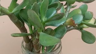 : How I root my Jade plant. #jadeplant #lowland #sacculent #howto #plantita