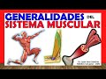 ✅ SISTEMA MUSCULAR. Clasificación, Tipos y Generalidades.