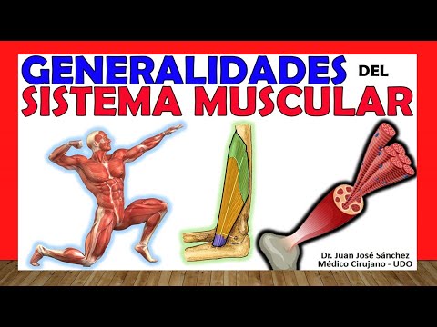 Vídeo: Anatomía, Diagrama Y Función Del Sistema Muscular - Línea De Salud