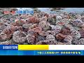 驚見海膽屠宰場! 澎湖禁捕期潮間帶現滿地殘殼 非7.8月開採期卻見海膽殘殼 民眾目擊嚇壞│記者 翁婉瑜 溫佩穎│新聞一把抓20260520│三立新聞台