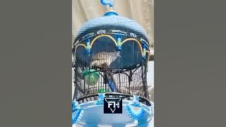 Perkutut Suara WGG (Widhaksana Gosta Gasti)