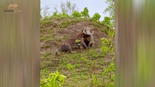 Warthog Invites Leopard: What Happens Next Will Shock You #wildlife