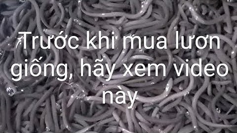 Chia sẻ kinh nghiệm lựa chọn lươn giống khoẻ mạnh, chất lượng | trungbaotv