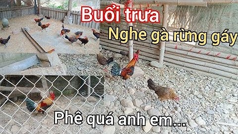 Buổi Trưa Nghe Gà Rừng Gáy Cực Phê