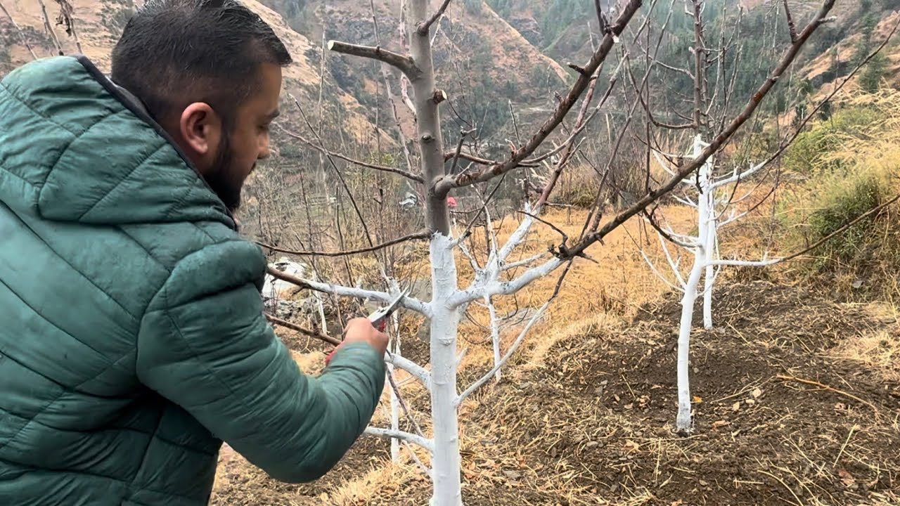 How to Make Leader Strong Medium Density Pruning 4-6 feet Distance.🍎🌲@avnishchauhanavodhali8034