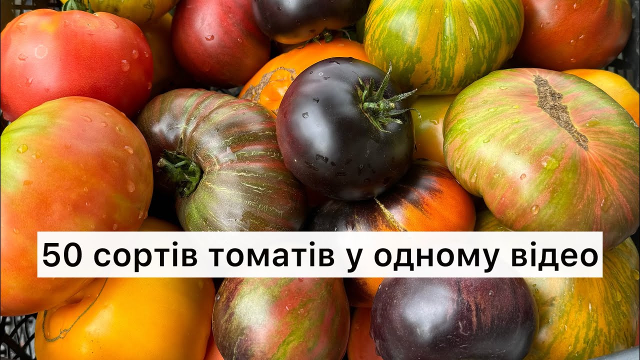 50 сортів томатів у одному відео🍅🍅🍅 Огляд на 20 липня