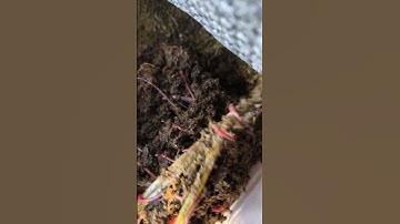 Kiểm tra trùn sinh khối đầu năm 2025 #trunque #nuoitrunque #phantrunque #dichtrunque #vuongtrunque