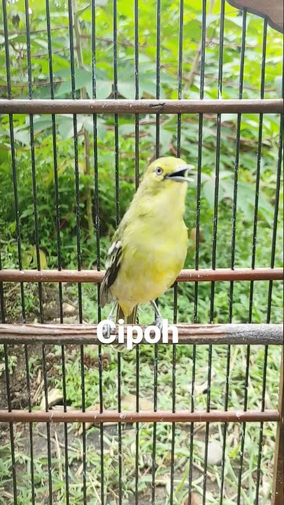 Ocehan Sirtu/Cipow Gacor