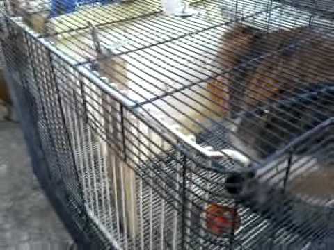 Cage trappe - YouTube Cage trappe - YouTube