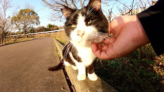 くっつき虫を取ってあげたのに、手を噛んでくるハチワレ猫