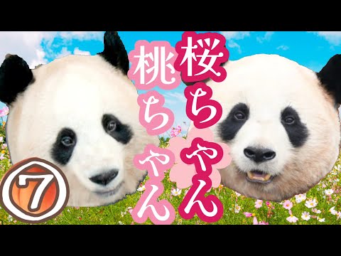 連続パンダ小説🐼桜ちゃん桃ちゃん - YouTube