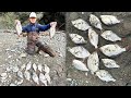 Red tail surf perch fishing in washington state 10222023  how to fish for red tail surfperch