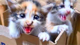 Rescue 2 SUPER CUTE Abandoned Kittens, Kittens Are VERY HUNGRY  Cats Meowing