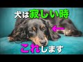 犬が泣くほど辛い時にだけ見せる仕草5選【完全版】