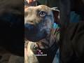 Meet Diesel #petsoftiktok #shopdog #pitbull #mechaniclife #fyp