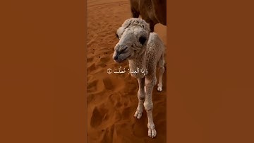 سورة التكوير | عبد الباسط عبد الصمد🌙♥️