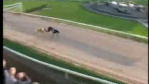 IGB - The Greyhound Data A7  Semi-Final 27/07/2019 Race 5 - Mullingar