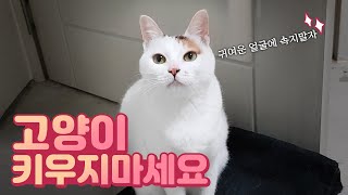 고양이 키우기 전에 알아야 할 치명적인 단점! 고양이 이상과 현실