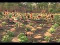 Tribo Kamayurá do Alto Xingu