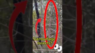 Can you spot these hidden insects? 🧐🌿#wildlife #spot #insects #camouflage