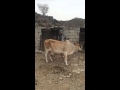 يحاول يركب بقره يحاول يركب بقره