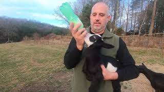 My goat doesn't have milk! WHAT DO I DO? This video explains how to feed baby fainting goats.