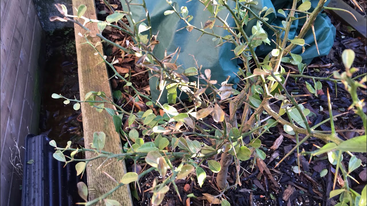 Yuzu citrus, how bad is my plant looking late in January ?