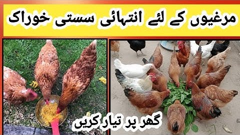 Homemade Chicken Feed Recipe | Make Chicken Feed at Home | Chicken Feed Recipe 