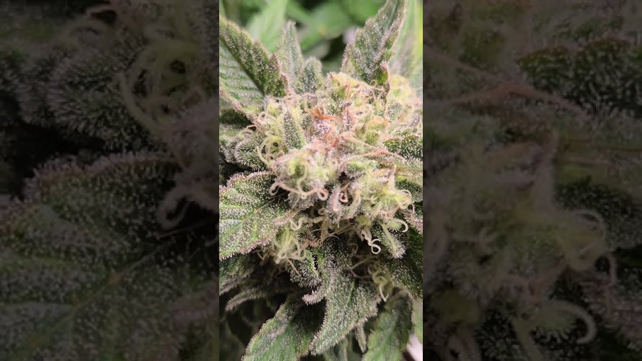 🌬️ Air Kush by Adonhusa Genetics  